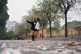 Giới trẻ đổ về con đường ngập sắc hoa ban tím ở Hà Nội
