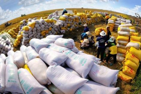 2 tháng đầu năm, xuất khẩu gạo đạt hơn 893 nghìn tấn, trị giá 472 triệu USD