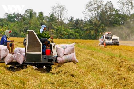 Giá gạo xuất khẩu của Việt Nam tiếp tục duy trì vị trí dẫn đầu