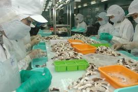 Xuất khẩu mực, bạch tuộc dự kiến đạt hơn 590 triệu USD trong năm 2021