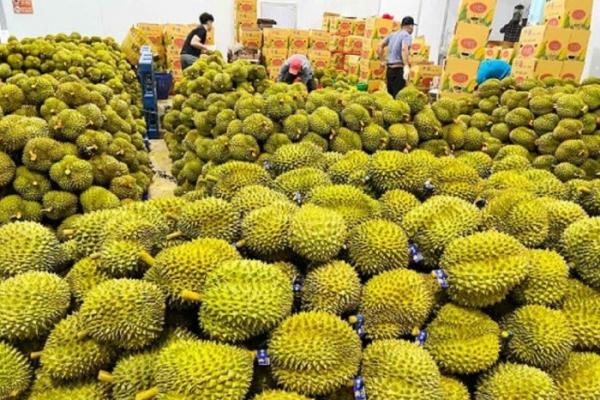 178 loại thực vật và sản phẩm thực vật Việt Nam được phép nhập khẩu vào Đài Loan